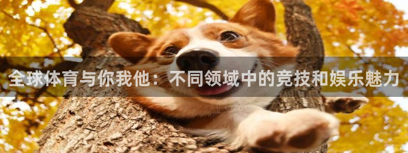必一运动体育官网：全球体育与你我他：不同领域中的竞技和娱乐魅力